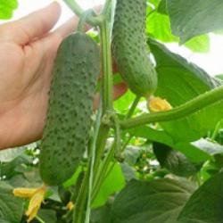 Ogórek Merengue F1 250 nasion st